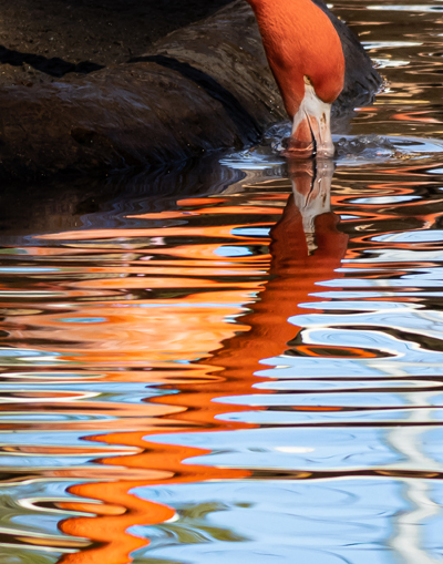 Waterfowl in water with reflection